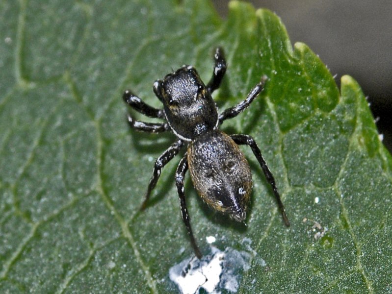 Heliophanus sp. - Val di Rhemes (AO)